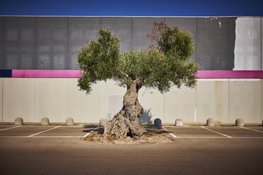 Italien, Apulien, Olivenbaum auf Parkplatz in Cavallino - DIKF00229