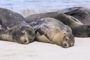 Ecuador, Galapagos Inseln, Santa Fe, Galapagos Seelöwen schlafen am Strand - CBF00379