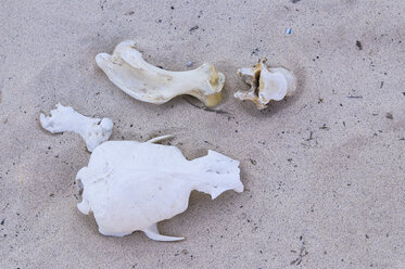 Ecuador, Galapagos-Inseln, Santa Fe, Schädel und Knochen eines Galapagos-Seelöwen am Strand - CBF00384