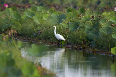 Thailand, Nakhon Sawan, Egretta garzetta, Seidenreiher am Wasser sitzend - ZC00423