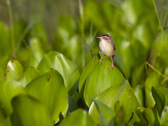 Thailand, Nakhon Sawan, Cisticola exilis, Goldkopf-Cistensänger auf Blättern sitzend - ZC00424