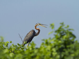 Thailand, Nakhon Sawan, Ardea purpurea, Purpurreiher auf Baum sitzend - ZC00425