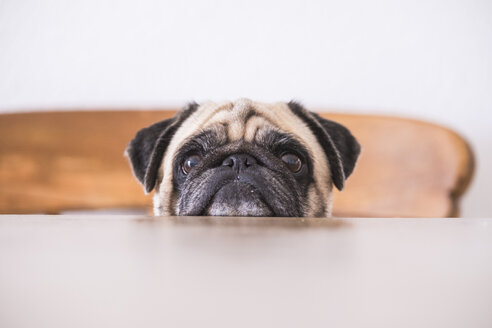 Pug's head leaning on tabletop - SIPF00938