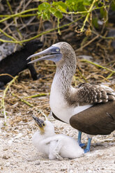 Ecuador, Galapagos-Inseln, San Cristobal, Blaufußtölpel mit Küken - CB00389