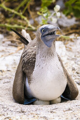 Ecuador, Galapagos-Inseln, San Cristobal, Blaufußtölpel-Zucht - CB00390