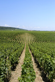 Frankreich, Burgund, Domaine de la Romanee-Conti, Weinberg - HLF00997