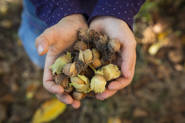 Little girl holding hazelnuts in her cupped hands - LVF05439