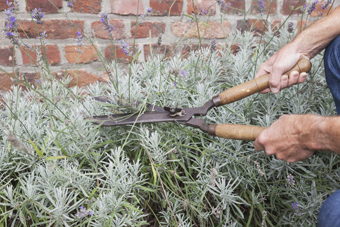 Mann schneidet Lavendel im Garten - GWF04898