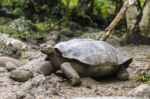 Ecuador, Galapagos-Inseln, San Cristobal, San Cristobal-Riesenschildkröte - CB00395