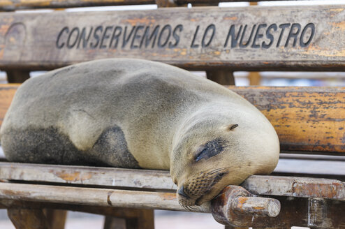 Ecuador, Galapagos-Inseln, San Cristobal, dösender Galapagos-Seelöwe auf einer Bank liegend - CB00396