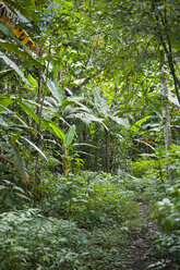 Thailand, Kamphaeng Phet, Mae Wong National Park, Weg durch den Dschungel - ZCF00431