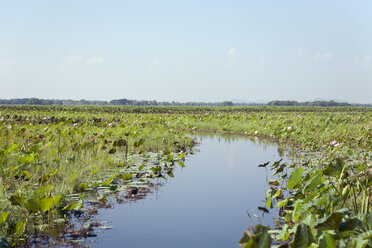 Thailand, Nakhon Sawan, Lotosblumenfeld im See Bueng Boraphet - ZCF00434