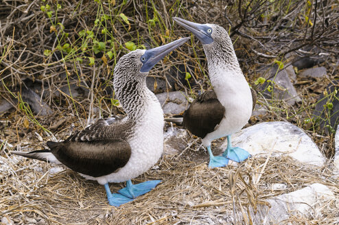Ecuador, Galapagos-Inseln, Espanola, zwei Blaufußtölpel - CB00397