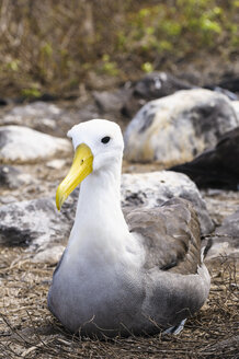 Ecuador, Galapagos-Inseln, Espanola, Galapagos-Albatros - CB00398