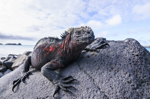 Ecuador, Galapagos-Inseln, Espanola, Meeresleguan auf einem Felsen - CB00399