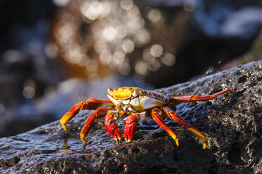 Ecuador, Galapagos Inseln, Espanola, Rote Felsenkrabbe auf einem Felsen - CB00402