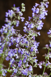 Catmint, Nepeta cataria, close up - CSF27681