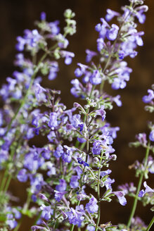 Katzenminze, Nepeta cataria, Nahaufnahme - CSF27681