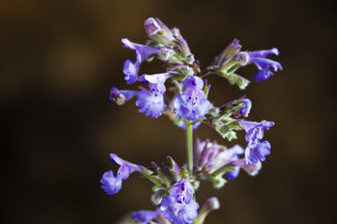 Katzenminze, Nepeta cataria, - CSF27682