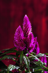 Gefiederter Hahnenkamm, Celosia argentea - CSF27684