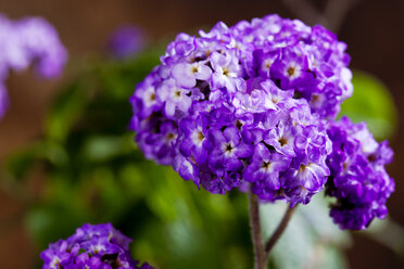 Garten-Heliotrop, Heliotropium arborescens - CSF27689