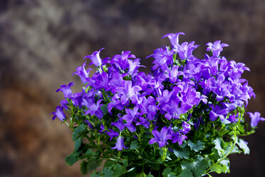 Blaue Wandglockenblume, Campanula portenschlagiana - CSF27693