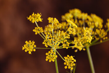 Gelbe Fenchel-Dolden - CSF27717