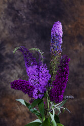 Butterfly bush, Buddleja - CSF27721