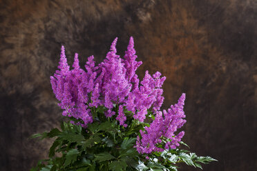 Astilbe japonica, Nahaufnahme - CSF27731