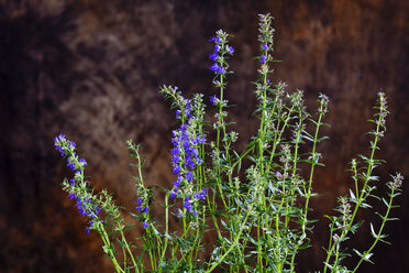 Blühender Ysop, Hyssopus officinalis - CSF27741