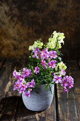 Nemesia sunsatia im Blumentopf - CSF27742