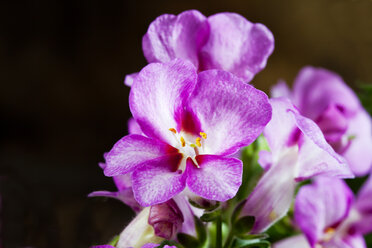 Nemesia sunsatia, Nahaufnahme - CSF27745