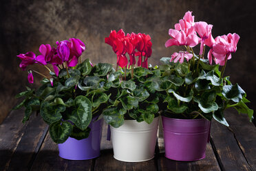 Rote, violette und rosa Cyclamen in Blumentöpfen - CSF27750