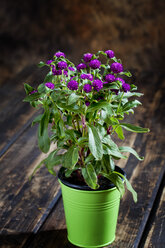 Globus-Amaranth, Gomphrena globosa im grünen Topf - CSF27754