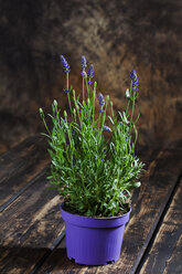 Lavendel im blauen Topf - CSF27774