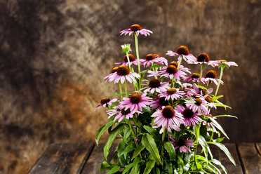 Purpurroter Sonnenhut, Echinacea purpurea - CSF27775