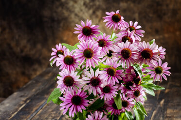 Purpurroter Sonnenhut, Echinacea purpurea - CSF27778