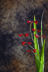 Red montbretia against dark background - CSF27781