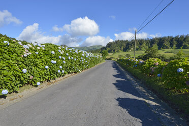 Portugal, Azoren, Sao Miguel, Straße mit Hortensien - RJF00626