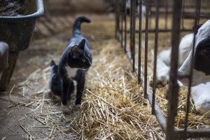 Cats and calf on farm - ZEF10788