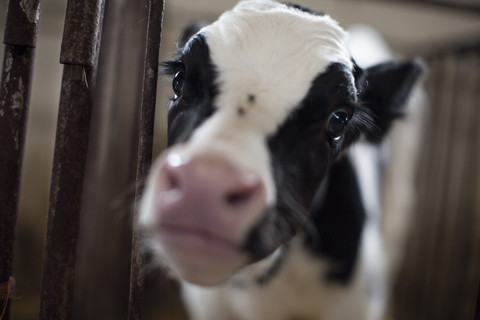 Portrait of calf on farm stock photo
