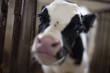 Portrait of calf on farm - ZEF10790