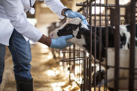 Vet looking at calf on farm stock photo