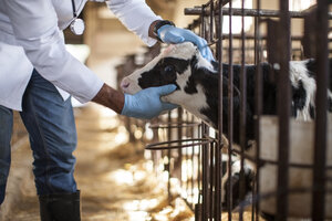 Tierarzt sieht sich Kalb auf dem Bauernhof an - ZEF10807