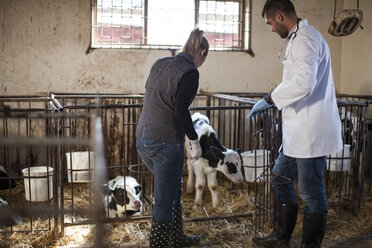 Tierarzt und Landwirtin betrachten ein Kalb auf dem Bauernhof - ZEF10808