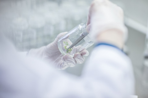 Wissenschaftlerin im Labor bei der Untersuchung einer Pflanzenprobe, lizenzfreies Stockfoto