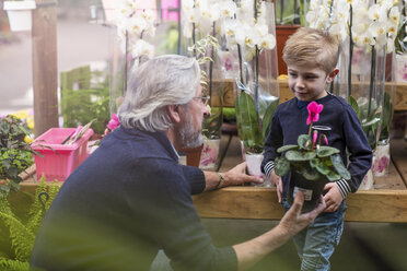 Elderly man giving a flower plant to boy at garden centre - ZEF10963