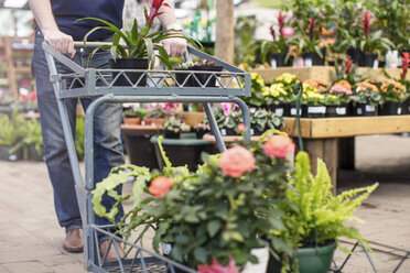 Man pushing a trolley full of plants in garden centre - ZEF10969