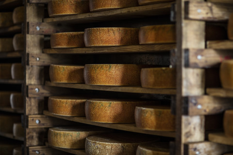 Reifende Käselaibe im Regal einer Käsefabrik, lizenzfreies Stockfoto
