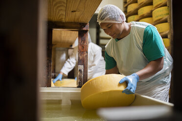 Käsereiarbeiter legt Käse in ein Salzbad - ZEF11033
